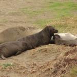 Elephant Seals